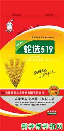 轮选518小麦品种简介(轮选518小麦好不好)